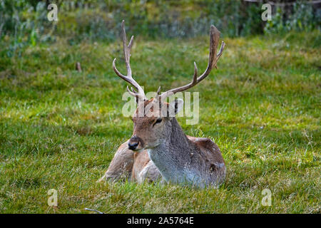 Portrait of a male or buck  fallow deer, Dama dama, a common species of deer throughout Europe. Stock Photo