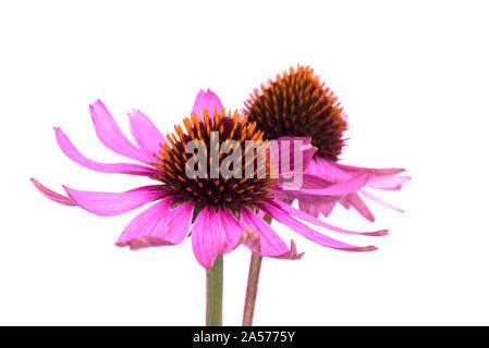 Echinacea flowers close up isolated on white backgrounds. Medicinal herbs. Stock Photo