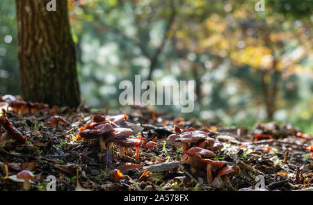 Lake at the garden of Exbury House, near Beaulieu in Hampshire, UK, photographed in autumn. Stock Photo