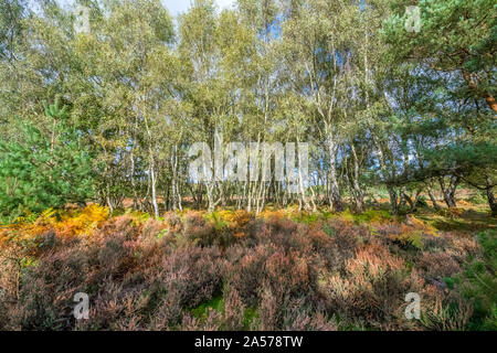 Silver Birch trees and heather in a forest clearing. Stock Photo