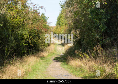 Woodland trail at the Queen Elizabeth Country Park in the South Downs National Park, Hampshire, UK. Stock Photo