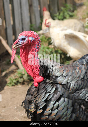 head of black turkey with red snood over the beak and the red wattle also called dewlap on the throat in the henhouse Stock Photo