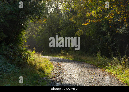 Woodland trail at the Queen Elizabeth Country Park in the South Downs National Park, Hampshire, UK. Stock Photo