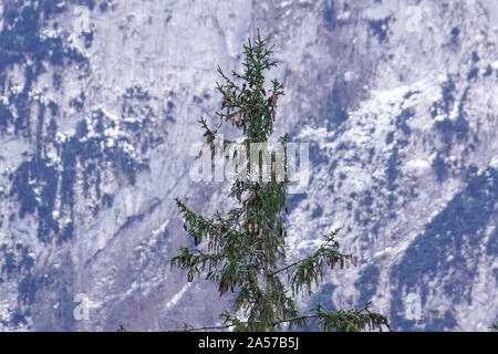 Pinus mugo - It is also known as creeping pine, dwarf mountain pine, mugo pine. Stock Photo