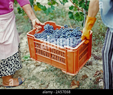 Women harvesting grapes in a vineyard, Barbaresco DOCG, Piedmont, Italy Stock Photo
