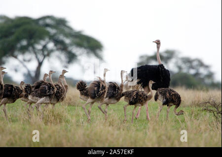 Masai ostrich (Struthio camelus) with its chicks in a forest, Tarangire National Park, Tanzania Stock Photo