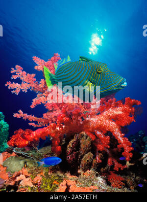 Orange-Lined triggerfish (Balistapus undulatus) and soft corals in the ocean Stock Photo
