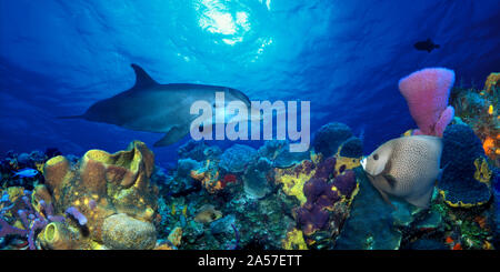 Bottle-Nosed dolphin (Tursiops truncatus) and Gray angelfish (Pomacanthus arcuatus) on coral reef in the sea Stock Photo