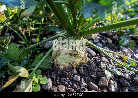 Celeriac ripe for harvest growing in the garden Stock Photo