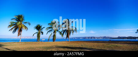 Palm trees on the beach, Puerto La Cruz, Anzoategui State, Venezuela Stock Photo