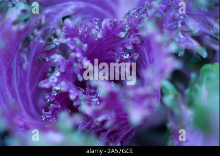 Purple water droplets on plant Stock Photo