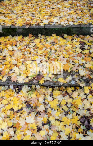 Acer saccharum. Fallen Sugar maple tree leaves on steps in autumn. Wootton, Oxfordshire, England Stock Photo