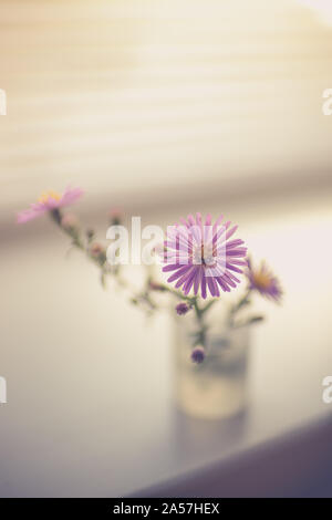 A small bouquet of delicate purple chrysanthemums, flowers on the windowsill Stock Photo