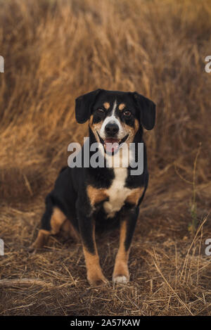 Smiling mixed-breed dog sitting in field of brown grass Stock Photo