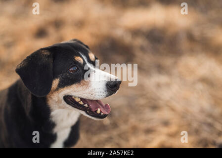 Happy mixed breed tri-color family dog Stock Photo