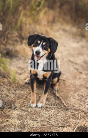 Happy tricolor family dog with long ears and tilted head outdoors Stock Photo