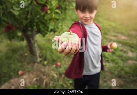 Boy holding fresh picked apple on extended arm beside an apple tree. Stock Photo