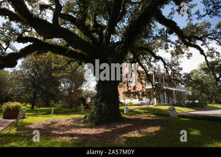 Evangeline oak tree in a garden, St. Martinville, St. Martin Parish, Louisiana, USA Stock Photo