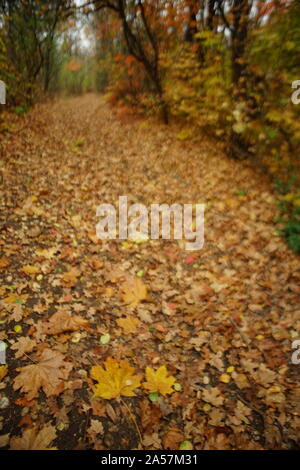 Blurred autumn forest with colorful abstract leaves Stock Photo