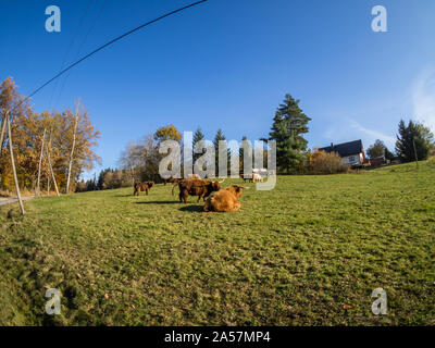 Scottish highland cattle on the Farmer Land Stock Photo