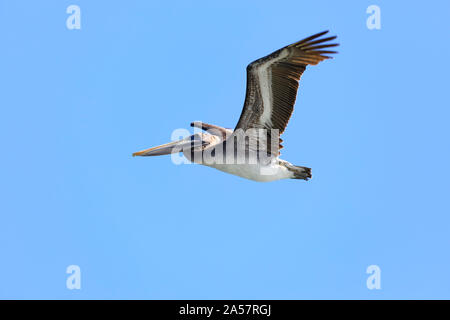 Adult Californian Brown pelican, Pelecanus occidentalis californicus, in flight. San Francisco. United States of America Stock Photo
