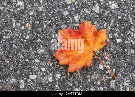One maple leaf on a hard asphalt surface. Stock Photo