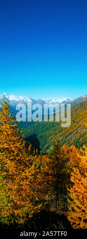 Trees in autumn at Simplon Pass, Valais Canton, Switzerland Stock Photo