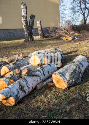 Birch tree is felled in autumn Stock Photo