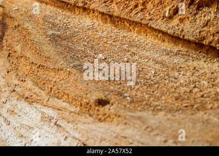 Drank an old tree. An Apple. Wood processing. Texture. Stock Photo