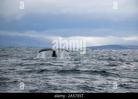 Giant Humpback Whale Tale in Iceland Stock Photo - Alamy