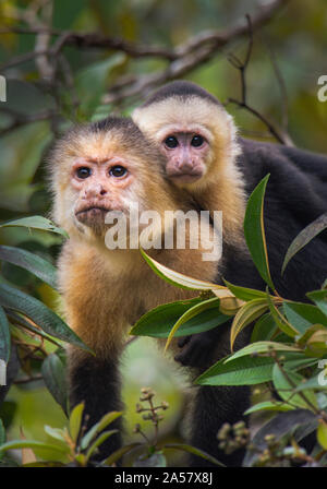 White-Throated Capuchin Monkeys (Cebus capucinus) on tree, Tortuguero, Costa Rica Stock Photo