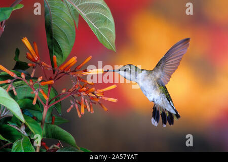 Ruby-throated Hummingbird (Archilochus colubris) on Cigar (Hamelia patens) plant, Marion County, Illinois, USA