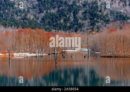 Trees reflected in Taisho Pond, Kamikochi, Matsumoto, Nagano, Japan Stock Photo