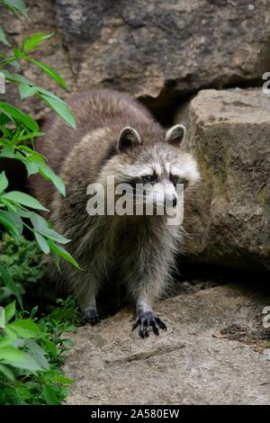 Raccoon (Procyon lotor), coming out of the den, captive, Germany Stock Photo