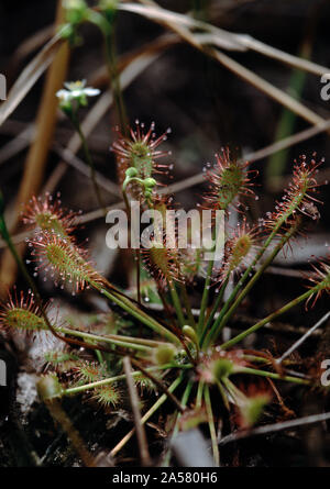 Close-up of sundew (Drosera) carnivorous plant, Illinois, USA Stock Photo