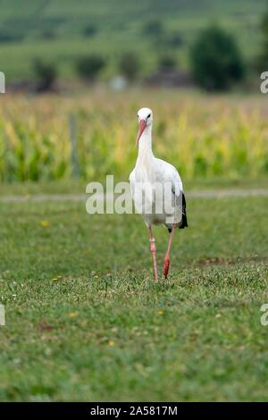 White stork (Ciconia ciconia), adult bird walks over meadow, Colmar, Alsace, France Stock Photo