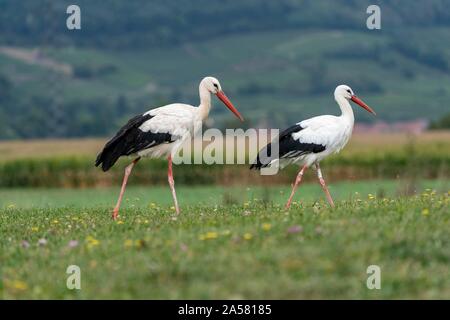 White storks (Ciconia ciconia), two alto birds walking over a meadow, Colmar, Alsace, France Stock Photo