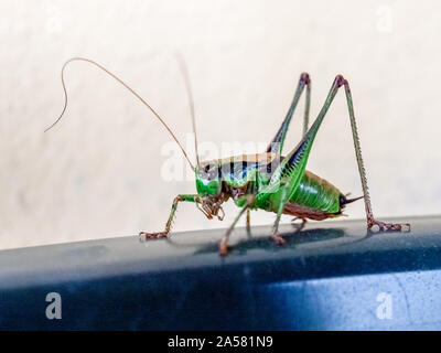 rbino, Italy: Green grasshopper resting on the edge of a chair Stock Photo