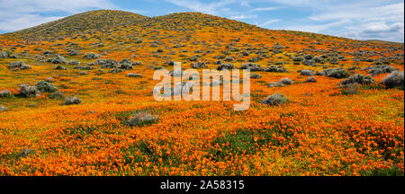 Landscape with rolling hills and blooming orange California poppies (Eschscholzia californica), Antelope Butte, Antelope Valley California Poppy Reserve, California, USA Stock Photo