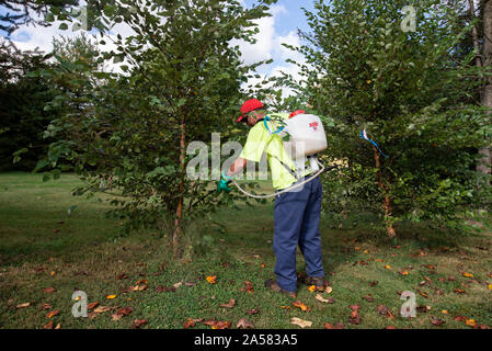 ARBORIST SPRAYING SYSTEMIC INSECTICIDE DINOTEFURAN BARK SPRAY TREATMENT TO TRUNK OF AN ORNAMENTAL RIVER BIRCH TREE TO PROTECT FROM SPOTTED LANTERNFLY Stock Photo