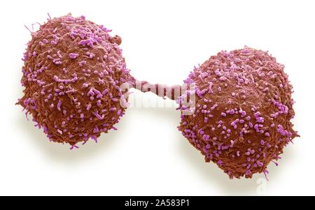 Dividing prostate cancer cells, SEM Stock Photo