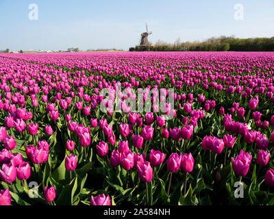 Landscape with pink tulip field, Het Zand, North Holland, Netherlands Stock Photo