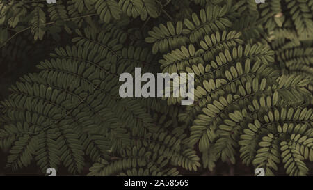 Fern leaf in the forest. Green fern leaves on dark backgound of shadow forest Stock Photo