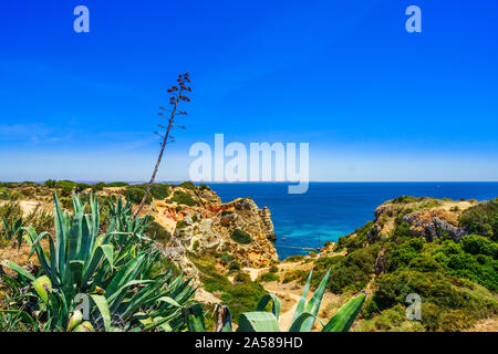 View on coastline with agave aloe vera next to Lagos, Portugal Stock Photo
