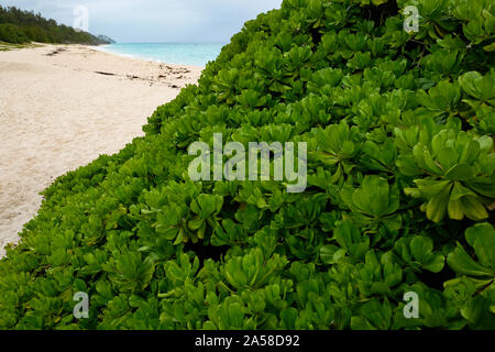 Walking on Horseshoe Bay beach in Bermuda. Stock Photo