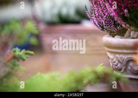 Common heather, Calluna vulgaris, in flower pot, autumn in the garden, selective focus and shallow DOF Stock Photo