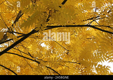 Yellow leaves with dark branches texture Stock Photo