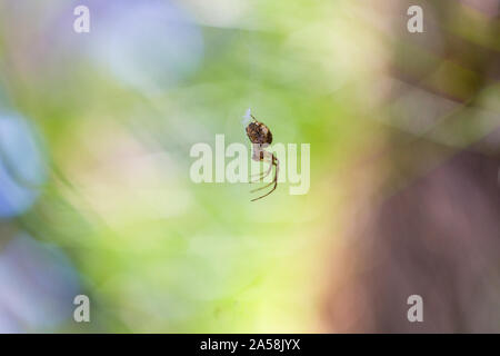 Small cross spider (Araneus diadematus) hanging on its unvisible web against light background in forest Stock Photo