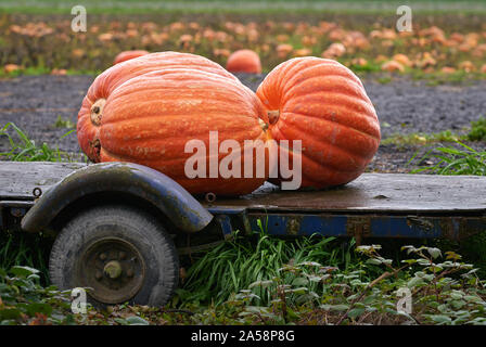 Ripe Pumpkins on the Farm. Big Pumpkins harvested from the pumpkin patch. Stock Photo