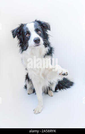 Funny studio portrait of cute smilling puppy dog border collie isolated on white background. New lovely member of family little dog gazing and waiting Stock Photo